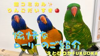 【えとぴりかFUKUOKA】超コミカル！りんごだいすき！【コセイガイインコ･アカエリゴシキセイガイインコ】