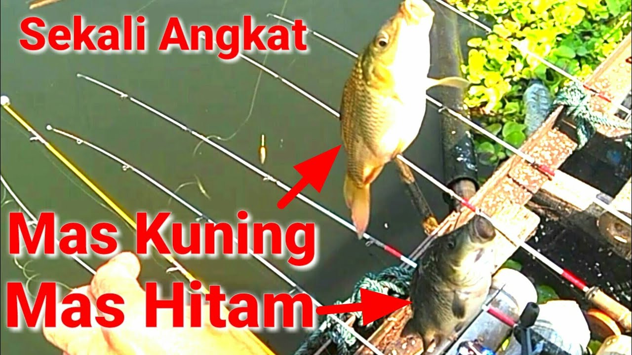 ADU CEPAT SAMA IKAN MAS DAN BAWAL,MANCING KOMBINASI KUKUMBUL & UJUNG ...