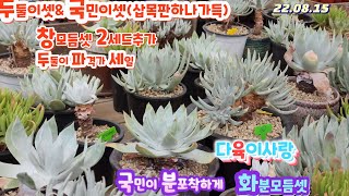 다육이사랑5탄/두둘이셋트.창세트.국민이셋트.화분셋트/가격착하게 품어보세요/택배 010 6301 7814