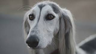 The Afghan Hound: The Royal Aristocrat of the Dog World