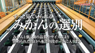 【ずっと見ていられる】みかんの選別BGV【みかんのことなら「のま果樹園」】