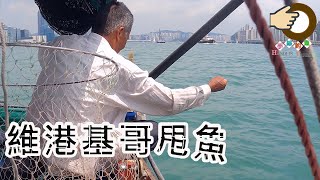 維港基哥甩魚 | 維港 | 基哥 | 香港釣魚 | 艇釣 | 手絲釣魚 | #Shorts