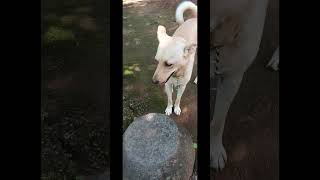 അഴുക്ക് പെണ്ണ് 🤣#petowner #doglover #nature #tessa vlog