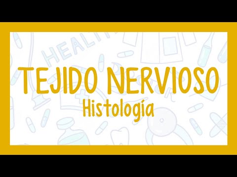 Tejido Nervioso Fácil Explicación Histología Transcript Chat