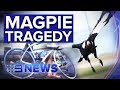 Cyclist dies after crashing trying to avoid swooping magpie | Nine News Australia