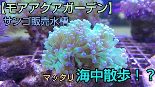 【モアアクアガーデン】サンゴ販売水槽の様子(2022年10月22日現在)