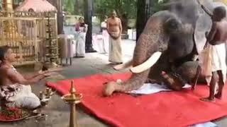 Worshipping Elephant