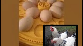 Hilfe mein Huhn humpelt? Bruteier und kükenzimmer