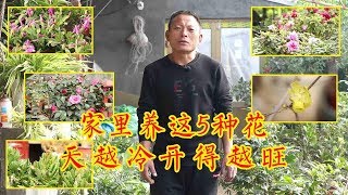 家里养这5种花，天越冷开得越旺，比绿萝还好养！【农村养花匠】