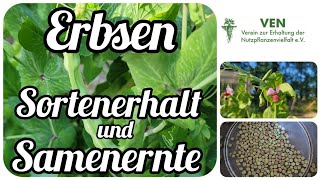 Erbsen 🌱 Sortenerhalt und Samenernte