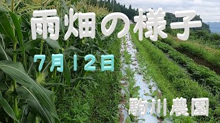 雨畑の様子7月12日 　目指せ100品目　邑南町　駒川農園　21.7.12