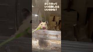 #はむすたぐらむ #ハムスター #きなこ #キンクマ #癒し #可愛い #かわいい #animals #ペット #cute