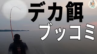 イルカが回遊する北海道後志の磯でデカ餌のブッコミ釣りで大物GTを狙う！？#fishing #根魚