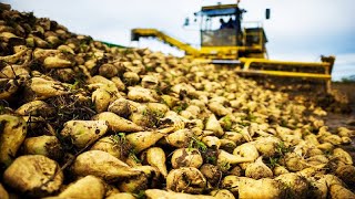 Sugar beet, Sweet Corn, Onion Harvesting Machine 2023 - Modern Agriculture Harvest Technology