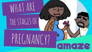 What Are The Stages Of Pregnancy?