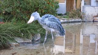 shoebill、ハシビロコウの捕食＠上野