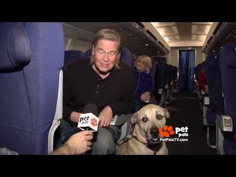 Flying With Your Dog: What You Need to Know Flying With Your Dog: What You Need to Know