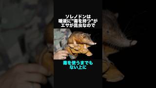 ソレノドンに関する面白い豆知識