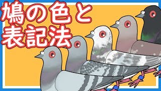 【羽鳥ぽぽぽ】十羽十色のレース鳩だよ～！【第084羽】