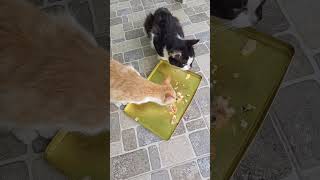 Kucing asyik makan didatangi kucing tetangga, auto kaget #shorts #kucing #cats #makan #eating #pets