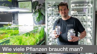 Wie viel Pflanzen braucht man für ein Aquarium? | Liquid Nature