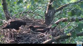 Hays Eaglet H9 gives H10 some food2019 05 31 646pm