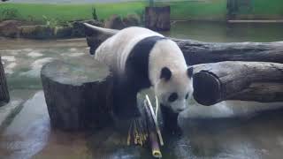 20200613 圓仔只吃紅蘿蔔 石篙大筍被冷落 Giant Panda Yuan Zai