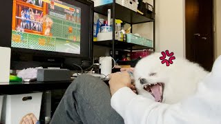 【スト２】愛犬を放置してゲームをしたらこうなりました…