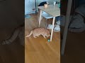 Cats Chasing Self-moving Ball | Interactive Cat Toy