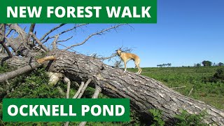 NEW FOREST WALK at OCKNELL POND (NEW FOREST NATIONAL PARK)