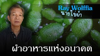 futurefood ผำอาหารแห่งอนาคต Ray Wolffia ฟาร์มผำเกษตรอินทรีย์