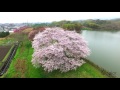 奈良絶景空撮 天理幾坂池の一本桜 4k dji inspire 1