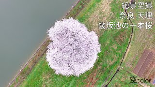 奈良絶景空撮 天理幾坂池の一本桜 4K -- DJI Inspire 1