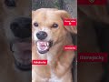 வாய மூடிட்டு சும்மா இருக்கணும் dog puppy funnyvideo animals funny cat