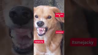 வாய மூடிட்டு சும்மா இருக்கணும் #dog #puppy #funnyvideo #animals #funny #cat