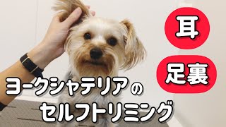 【元保護犬】ヨークシャテリアのセルフトリミング【耳・足裏編】