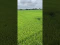 ท้องทุ่งนายามเช้า green field in the morning travelvlog เที่ยวหน้าฝน atmosphere