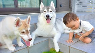 可愛い妹たちが成長し、一緒に遊ぶ夢が叶った幸せそうな愛犬がこちらです・・・