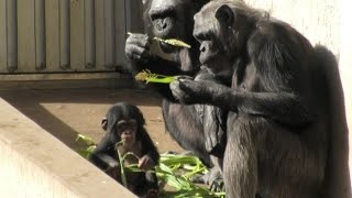 僕はみんなに守られている　イブキ　　　I am cared by everyone.  by Ibuki  チンパンジー 多摩動物公園