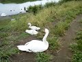 20140622手賀沼大津川ヒドリ橋周辺のハクチョウ白鳥スワンswans