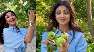 Shilpa Shetty Shared A Video Of Herself Plucking Guavas | Shilpa Shetty Looks Crazy #Shorts #Reels