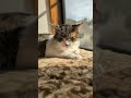 猫と睡眠の秋🐱 - Cats in Autumn - #shorts #cat