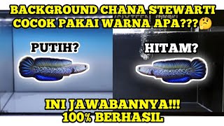 BACKGROUND DAN PASIR YANG COCOK UNTUK CHANA STEWARTI || jgn salah pilih #chana #fish #snakeheadfish