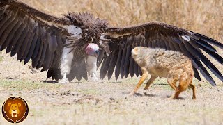 Die 10 gefährlichsten Vögel der Welt