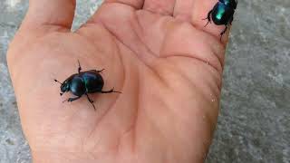 Tavaszi álganéjtúró.trypocopris vernalis,ganajtúró bogár,a magyar szkarabeusz..Roller dung beetle 2.