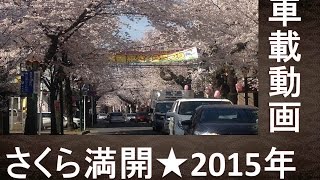 桜の開花2015 松戸市常盤平～五香駅 【車載動画】【日本の道100選】