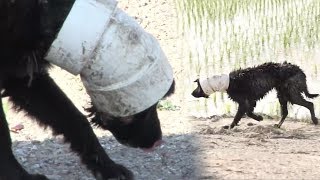 논두렁을 떠도는 의문의 ‘파이프犬’ @TV 동물농장 20180617