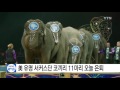 美 유명 서커스단 코끼리 11마리 오늘 은퇴 ytn