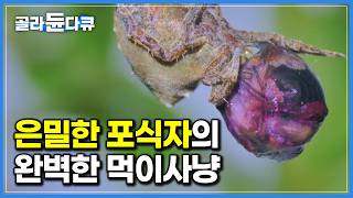 조용히 때를 기다리다 순식간에 진공포장. 은밀한 포식자의 완벽한 먹이 사냥｜자연 다큐｜부채거미｜다큐프라임｜#골라듄다큐