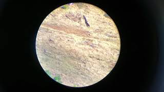 1004 yrds trajectory validation with strelok pro